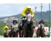  Carrera: P.Gran Hipódromo de Andalucia Caballo: Irish Breath Monta: B.Estupiñán